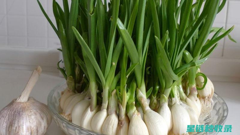 《蒜苗种植全攻略：环境条件、播种技巧与管理方法大揭秘》 (《蒜苗种植全过程视频)
